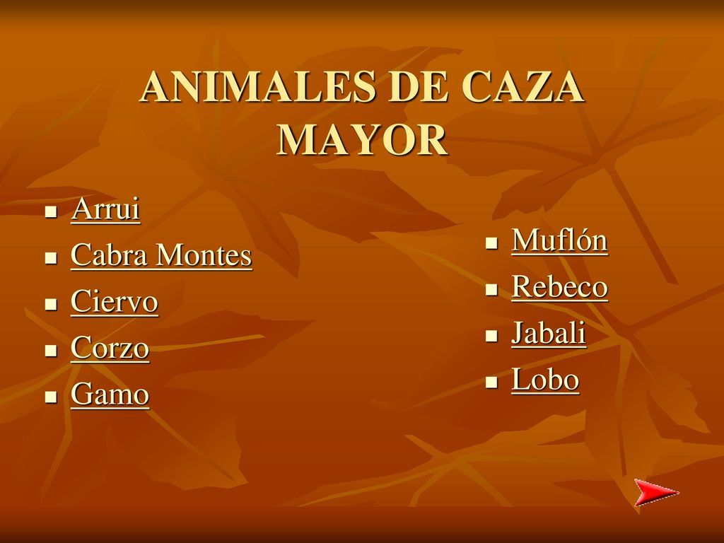 ANIMALES DE CAZA MAYOR Arrui Cabra Montes Muflón Ciervo Rebeco Corzo
