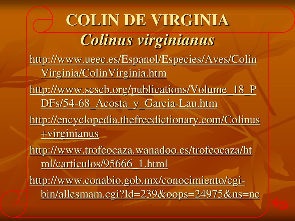 COLIN DE VIRGINIA Colinus virginianus