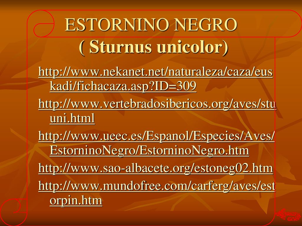 ESTORNINO NEGRO ( Sturnus unicolor)