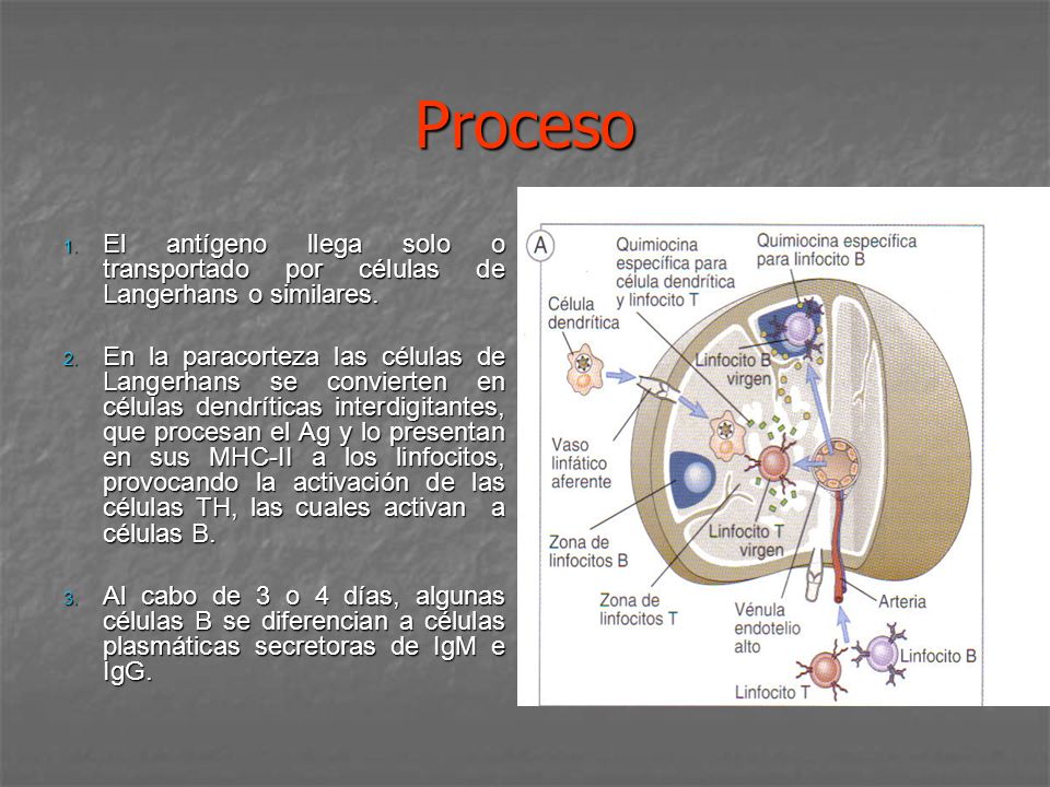 Proceso El antígeno llega solo o transportado por células de Langerhans o similares.