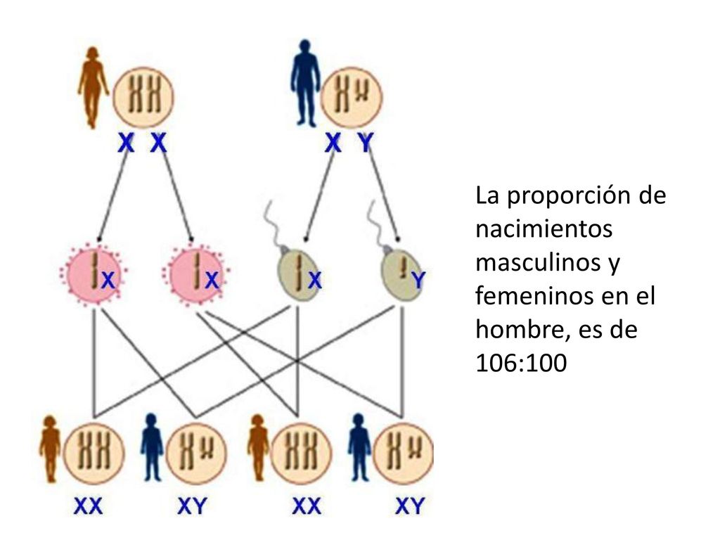 La proporción de nacimientos masculinos y femeninos en el hombre, es de 106:100