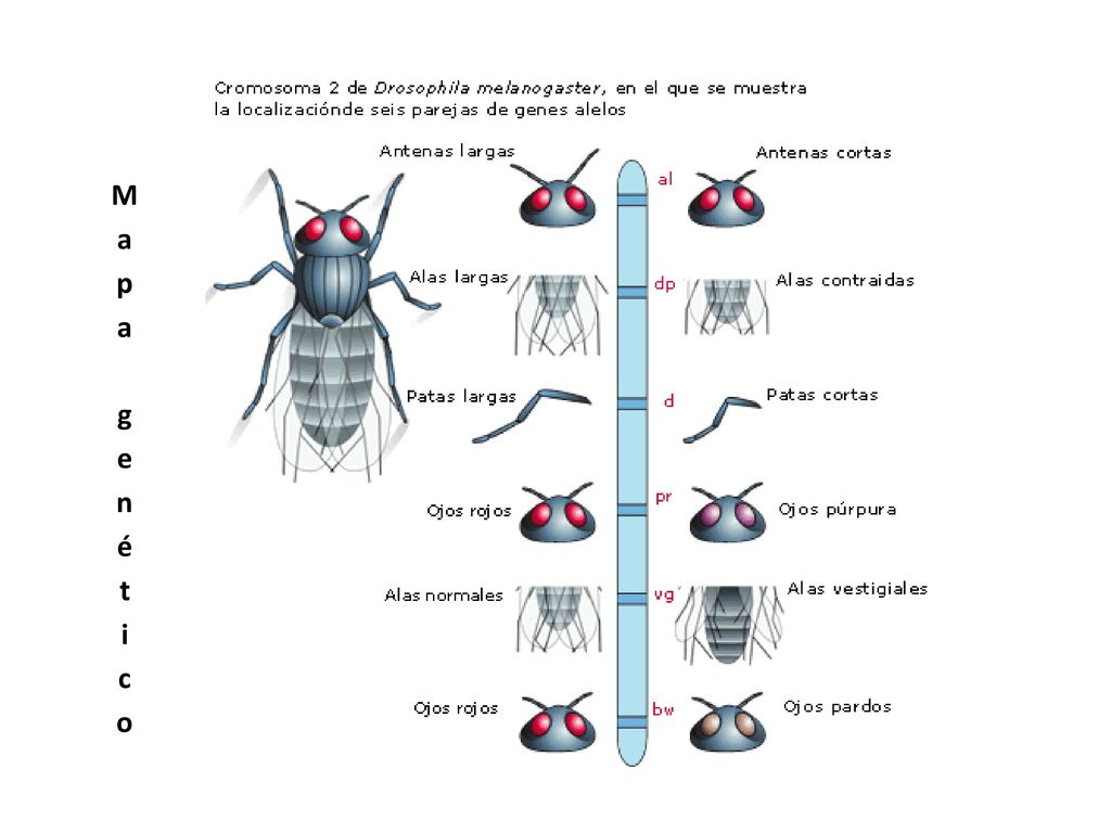 Дрозофила нормальная. Дрозофила Меланогастер строение. Drosophila melanogaster мутации. Дрозофила Меланогастер опыт. Работа с Drosophila melanogaster.