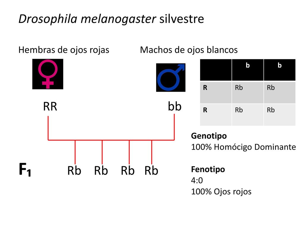 F₁ Rb Rb Rb Rb Drosophila melanogaster silvestre RR bb