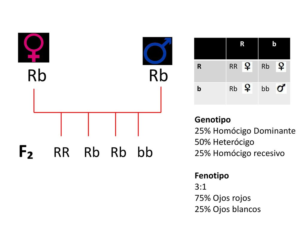 Rb Rb F₂ RR Rb Rb bb Genotipo 25% Homócigo Dominante 50% Heterócigo