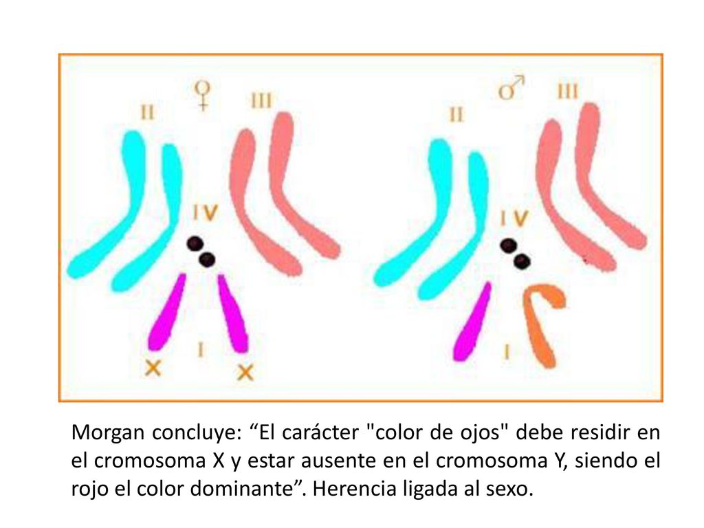 Morgan concluye: El carácter color de ojos debe residir en el cromosoma X y estar ausente en el cromosoma Y, siendo el rojo el color dominante .