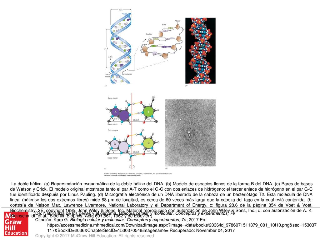 La doble hélice. (a) Representación esquemática de la doble hélice del DNA. (b) Modelo de espacios llenos de la forma B del DNA. (c) Pares de bases de Watson y Crick. El modelo original mostraba tanto el par A-T como el G-C con dos enlaces de hidrógeno; el tercer enlace de hidrógeno en el par G-C fue identificado después por Linus Pauling. (d) Micrografía electrónica de un DNA liberado de la cabeza de un bacteriófago T2. Esta molécula de DNA lineal (nótense los dos extremos libres) mide 68 μm de longitud, es cerca de 60 veces más larga que la cabeza del fago en la cual está contenida. (b: cortesía de Nelson Max, Lawrence Livermore, National Laboratory y el Department of Energy. c: figura 28.6 de la página 854 de Voet & Voet, Biochemistry, 2E: copyright 1995, John Wiley & Sons, Inc. Material reproducido con autorización de John Wiley & Sons, Inc.; d: con autorización de A. K. Kleinschmidt. et al., Biochim Biophys. Acta 691;861, 1962 y de Elsevier.)