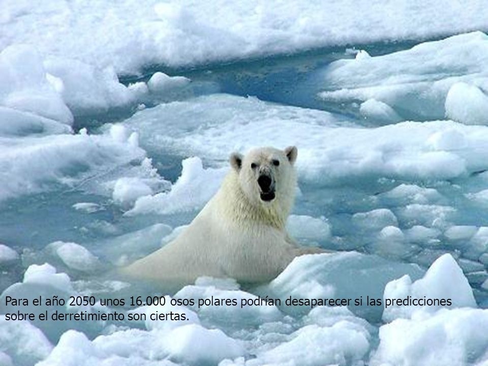 Para el año 2050 unos osos polares podrían desaparecer si las predicciones sobre el derretimiento son ciertas.