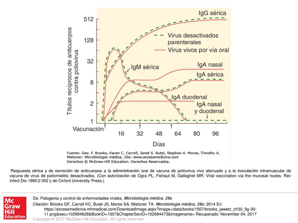 Respuesta sérica y de secreción de anticuerpos a la administración oral de vacuna de poliovirus vivo atenuado y a la inoculación intramuscular de vacuna de virus de poliomielitis desactivados. (Con autorización de Ogra PL, Fishaut M, Gallaghet MR: Viral vaccination via the mucosal routes. Rev Infect Dis 1980;2:352 y de Oxford University Press.)