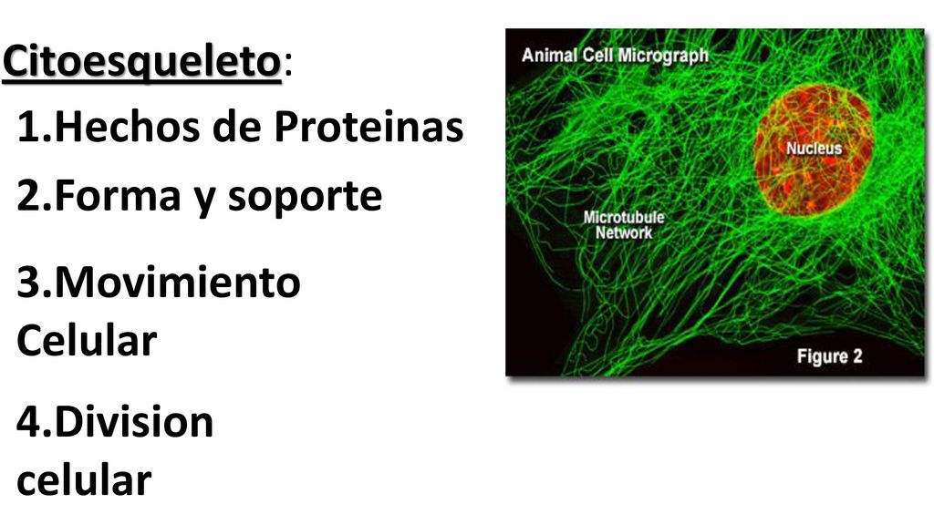 Citoesqueleto: 1.Hechos de Proteinas 2.Forma y soporte 3.Movimiento Celular 4.Division celular