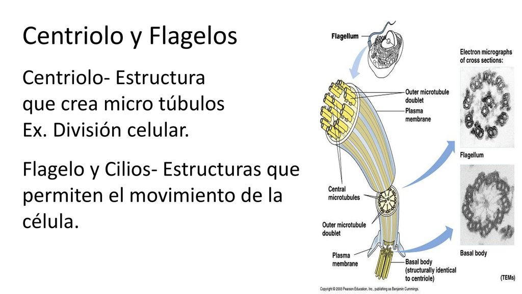 Centriolo y Flagelos Centriolo- Estructura que crea micro túbulos Ex. División celular.