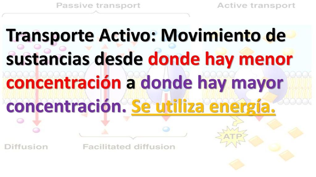 Transporte Activo: Movimiento de sustancias desde donde hay menor concentración a donde hay mayor concentración.