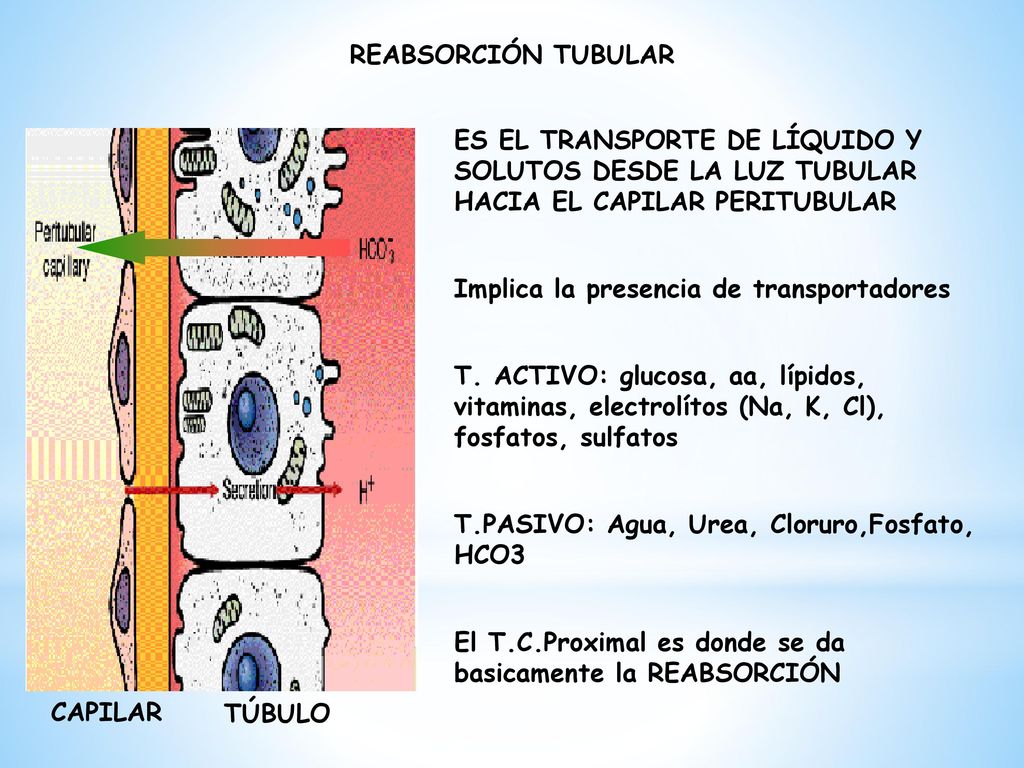 REABSORCIÓN TUBULAR ES EL TRANSPORTE DE LÍQUIDO Y SOLUTOS DESDE LA LUZ TUBULAR HACIA EL CAPILAR PERITUBULAR.
