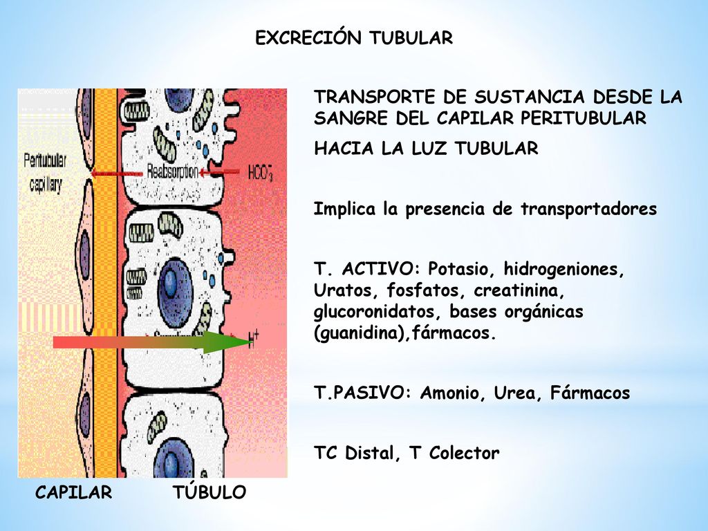 EXCRECIÓN TUBULAR TRANSPORTE DE SUSTANCIA DESDE LA SANGRE DEL CAPILAR PERITUBULAR. HACIA LA LUZ TUBULAR.