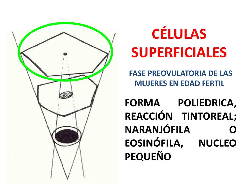 CÉLULAS SUPERFICIALES FASE PREOVULATORIA DE LAS MUJERES EN EDAD FERTIL