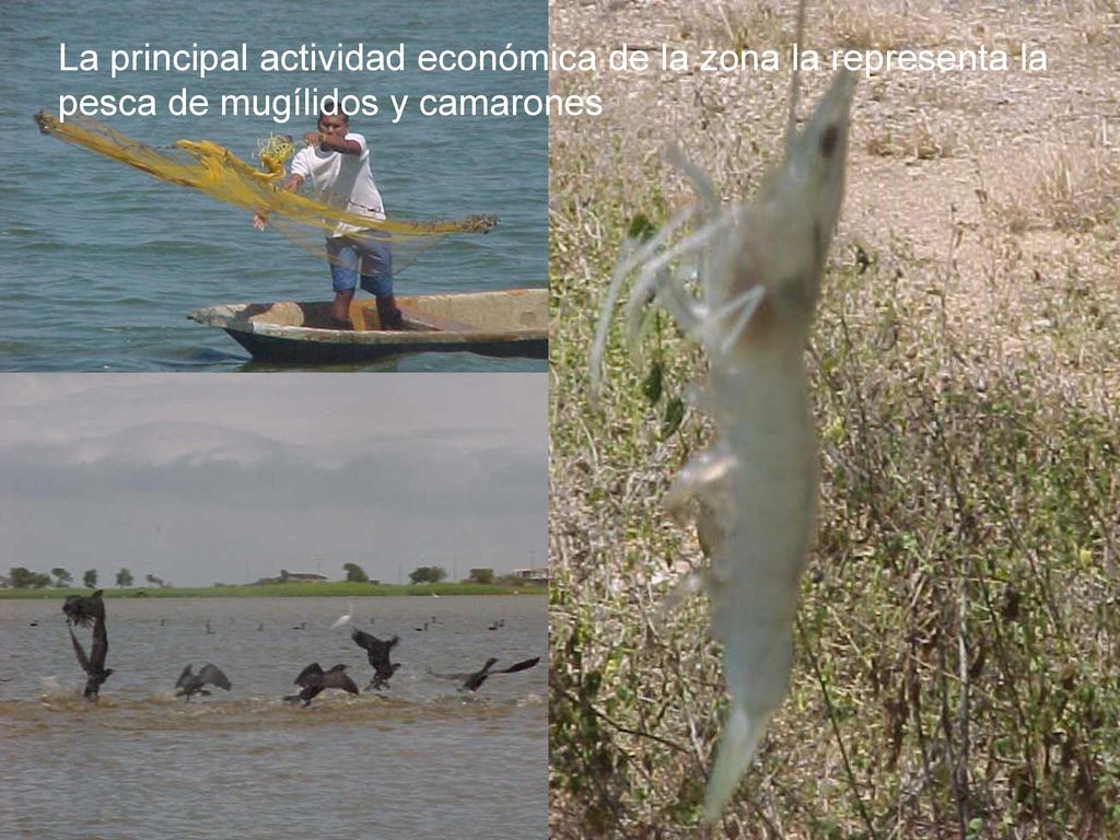 La principal actividad económica de la zona la representa la pesca de mugílidos y camarones