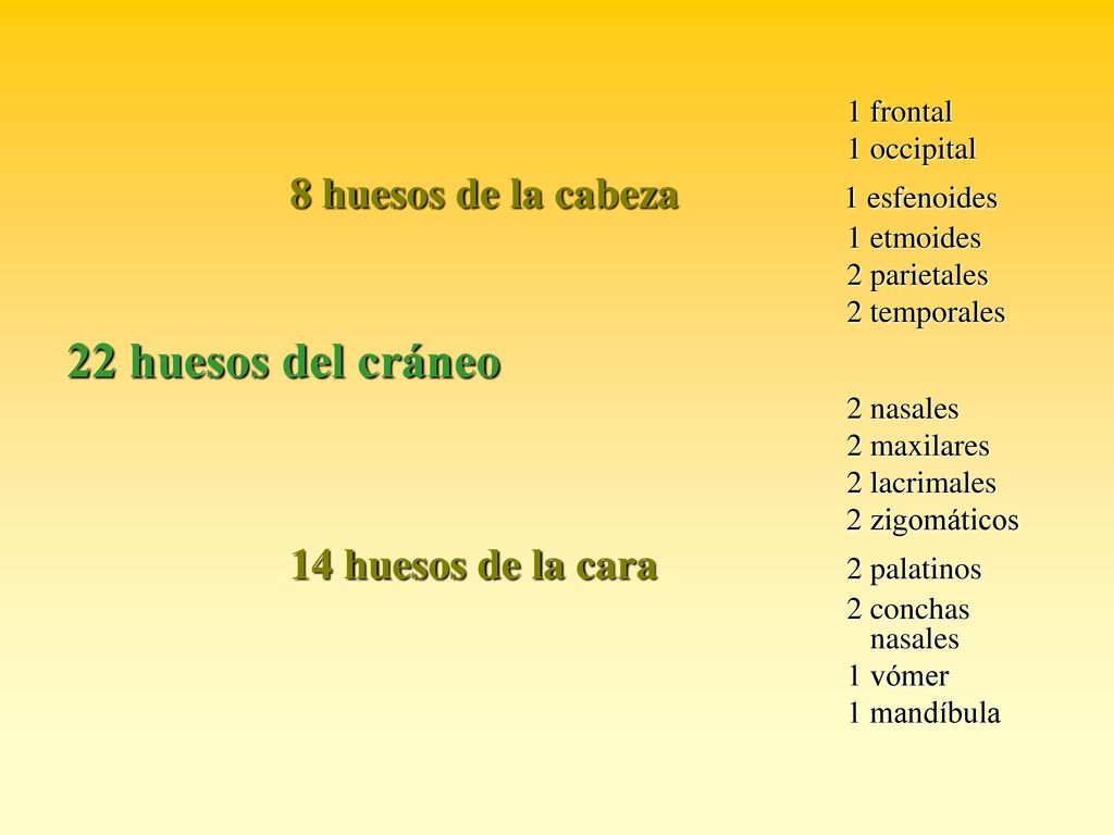 22 huesos del cráneo 8 huesos de la cabeza 1 esfenoides