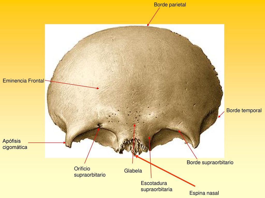Borde parietal Eminencia Frontal. Borde temporal. Apófisis cigomática. Borde supraorbitario. Orificio supraorbitario.