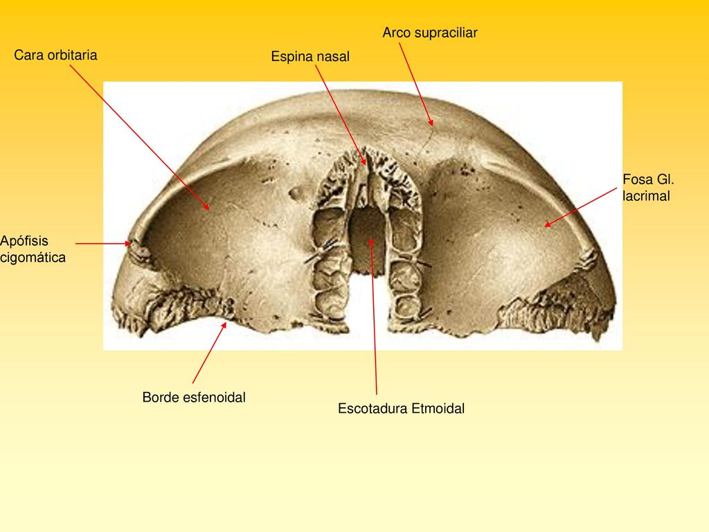 Arco supraciliar Cara orbitaria. Espina nasal. Fosa Gl. lacrimal. Apófisis cigomática. Borde esfenoidal.