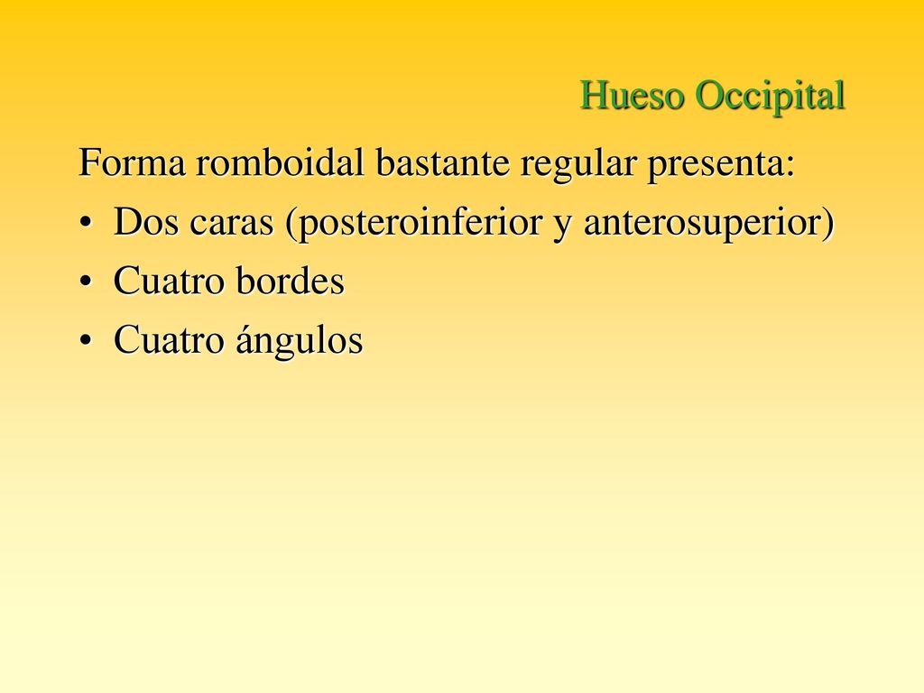 Hueso Occipital Forma romboidal bastante regular presenta: Dos caras (posteroinferior y anterosuperior)