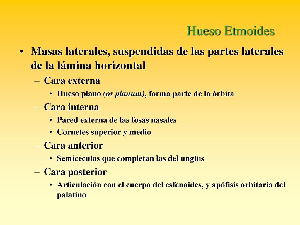 Hueso Etmoides Masas laterales, suspendidas de las partes laterales de la lámina horizontal. Cara externa.