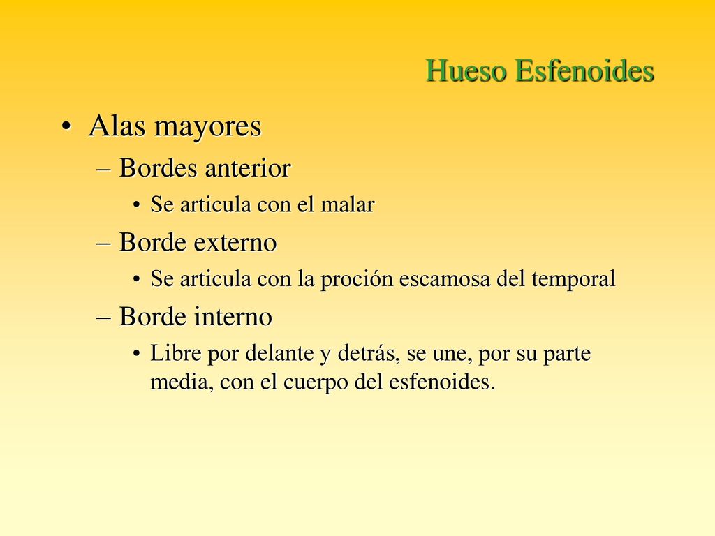 Hueso Esfenoides Alas mayores Bordes anterior Borde externo