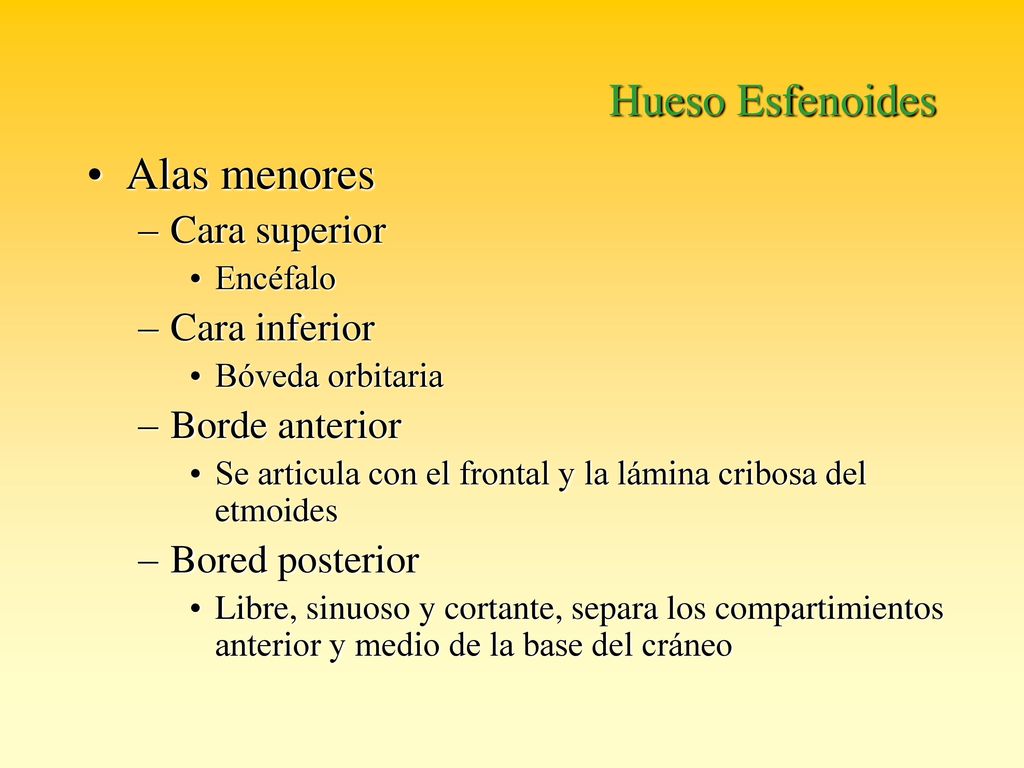 Hueso Esfenoides Alas menores Cara superior Cara inferior