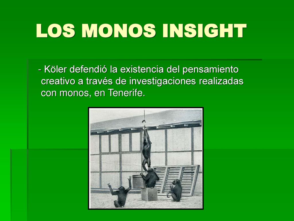 LOS MONOS INSIGHT - Köler defendió la existencia del pensamiento creativo a través de investigaciones realizadas con monos, en Tenerife.