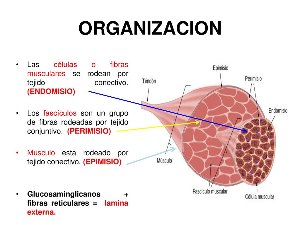 ORGANIZACION Las células o fibras musculares se rodean por tejido conectivo. (ENDOMISIO)
