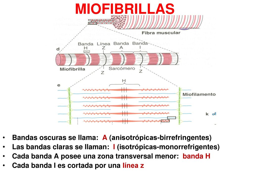 MIOFIBRILLAS Bandas oscuras se llama: A (anisotrópicas-birrefringentes) Las bandas claras se llaman: I (isotrópicas-monorrefrigentes)