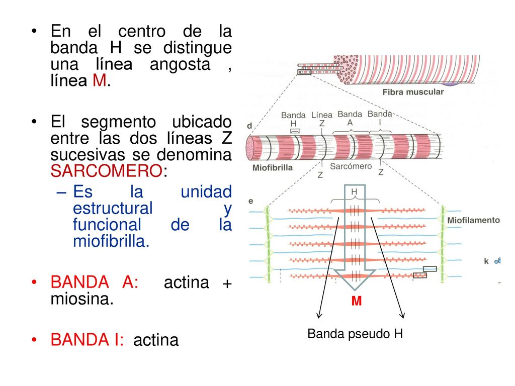 En el centro de la banda H se distingue una línea angosta , línea M.
