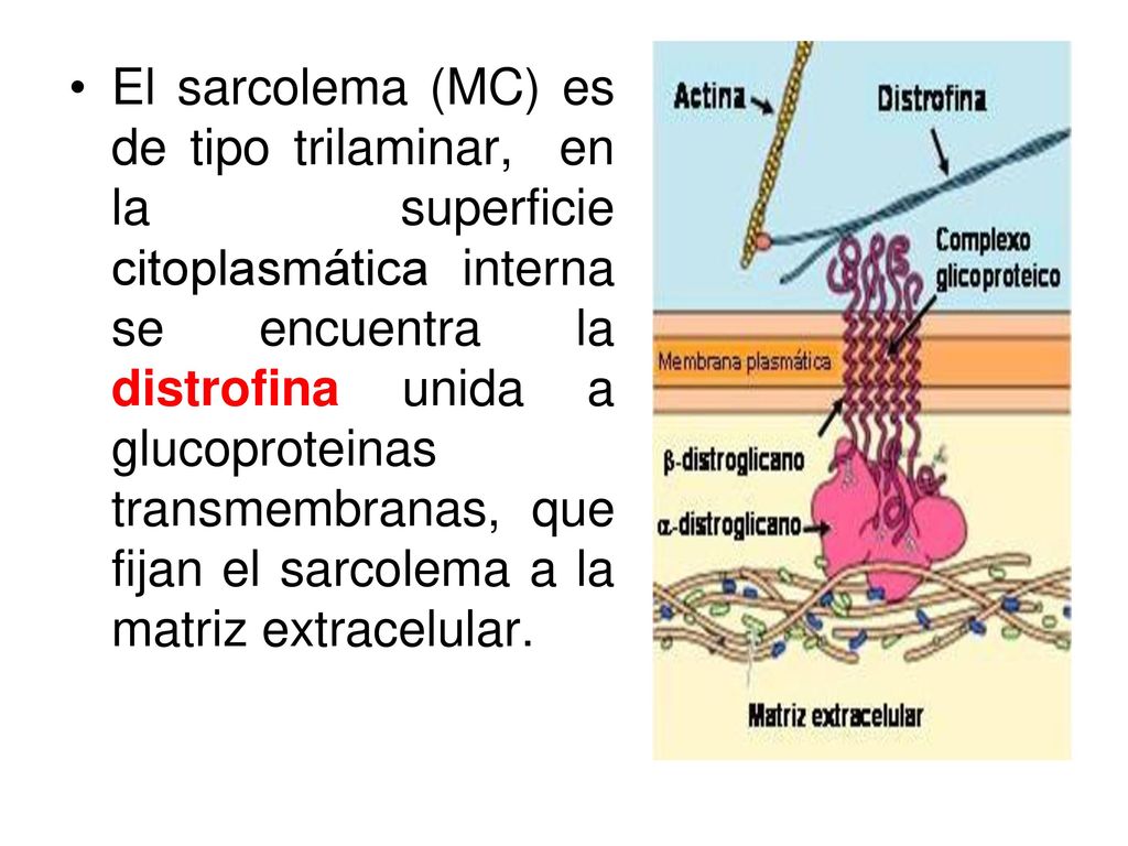 El sarcolema (MC) es de tipo trilaminar, en la superficie citoplasmática interna se encuentra la distrofina unida a glucoproteinas transmembranas, que fijan el sarcolema a la matriz extracelular.