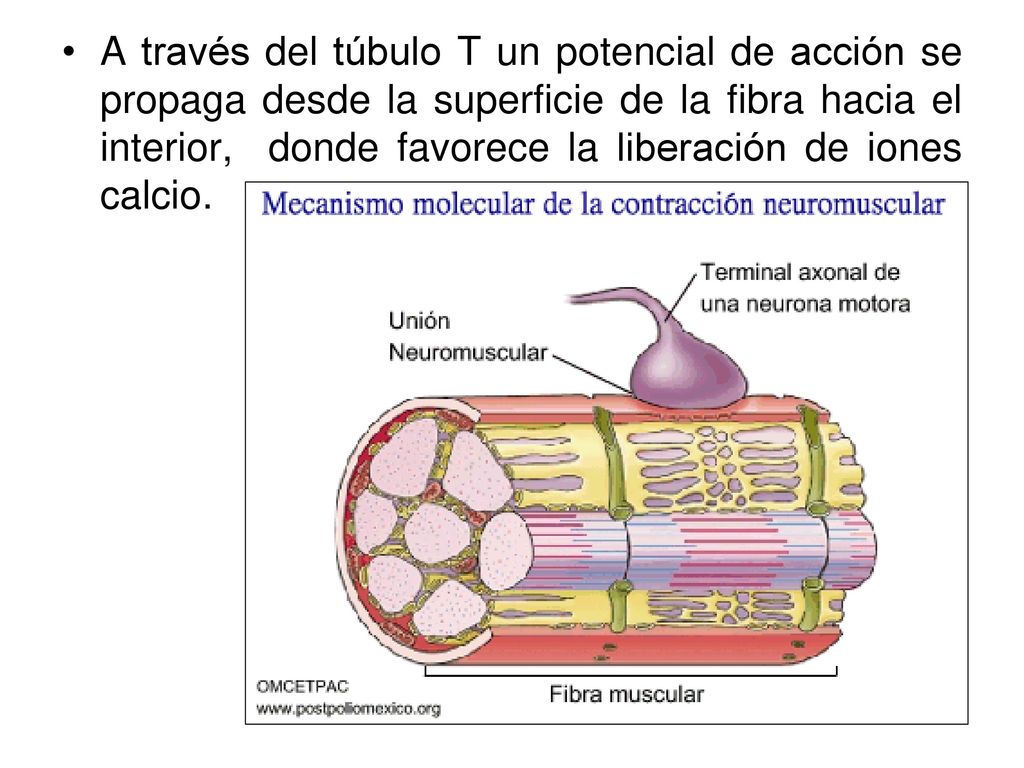 A través del túbulo T un potencial de acción se propaga desde la superficie de la fibra hacia el interior, donde favorece la liberación de iones calcio.