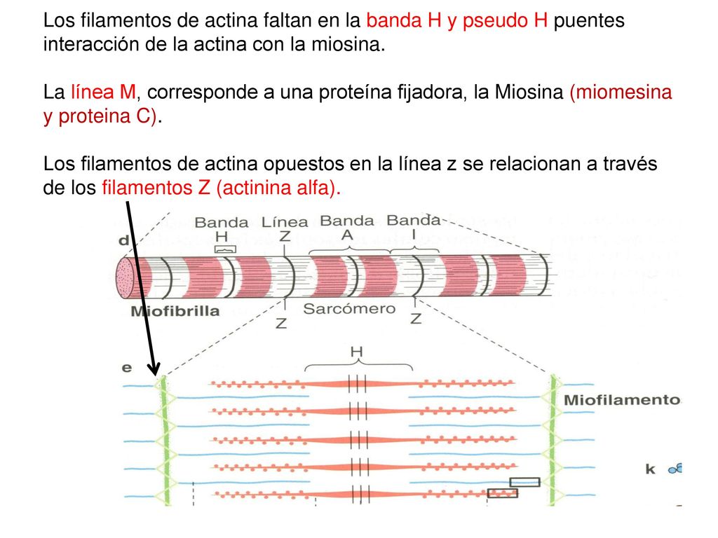 Los filamentos de actina faltan en la banda H y pseudo H puentes interacción de la actina con la miosina.