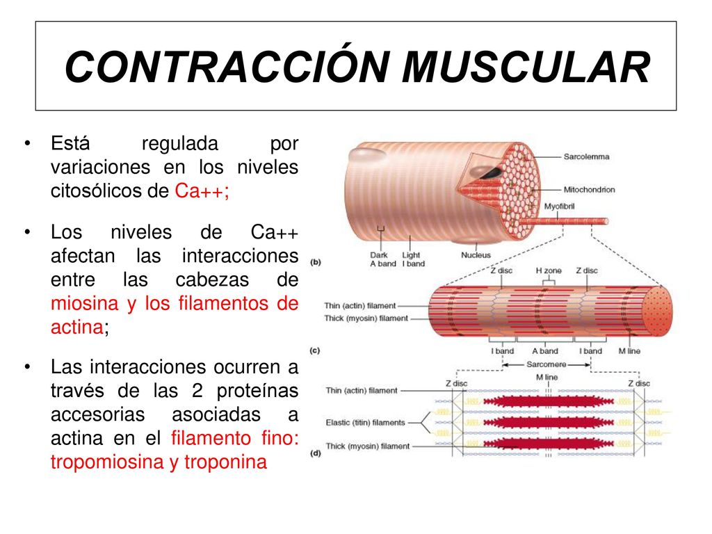 CONTRACCIÓN MUSCULAR Está regulada por variaciones en los niveles citosólicos de Ca++;
