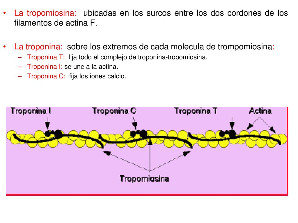 La troponina: sobre los extremos de cada molecula de trompomiosina: