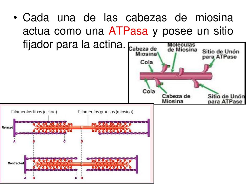 Cada una de las cabezas de miosina actua como una ATPasa y posee un sitio fijador para la actina.