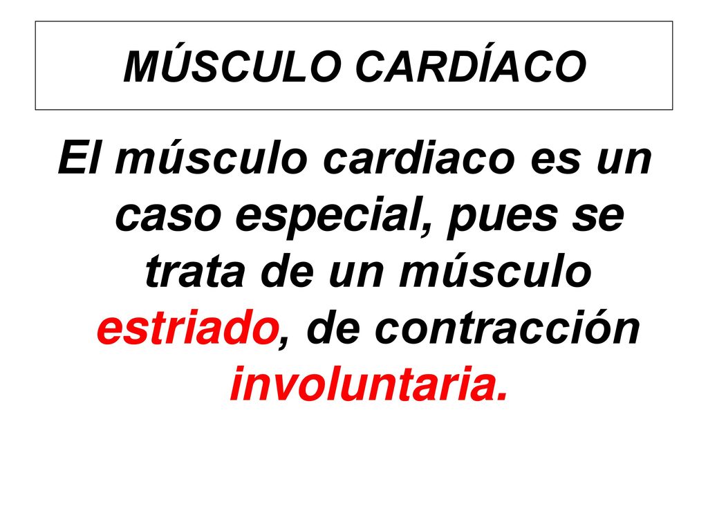 MÚSCULO CARDÍACO El músculo cardiaco es un caso especial, pues se trata de un músculo estriado, de contracción involuntaria.