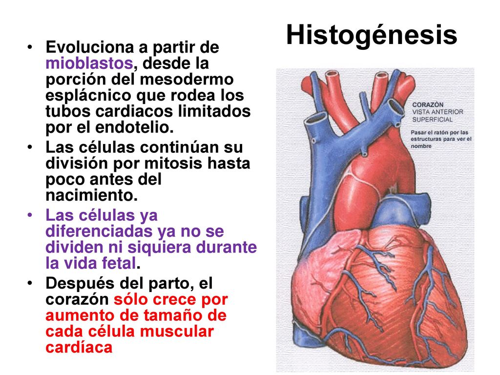 Histogénesis Evoluciona a partir de mioblastos, desde la porción del mesodermo esplácnico que rodea los tubos cardiacos limitados por el endotelio.