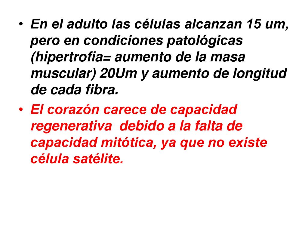 En el adulto las células alcanzan 15 um, pero en condiciones patológicas (hipertrofia= aumento de la masa muscular) 20Um y aumento de longitud de cada fibra.