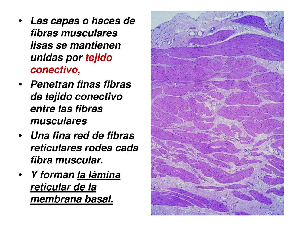 Las capas o haces de fibras musculares lisas se mantienen unidas por tejido conectivo,