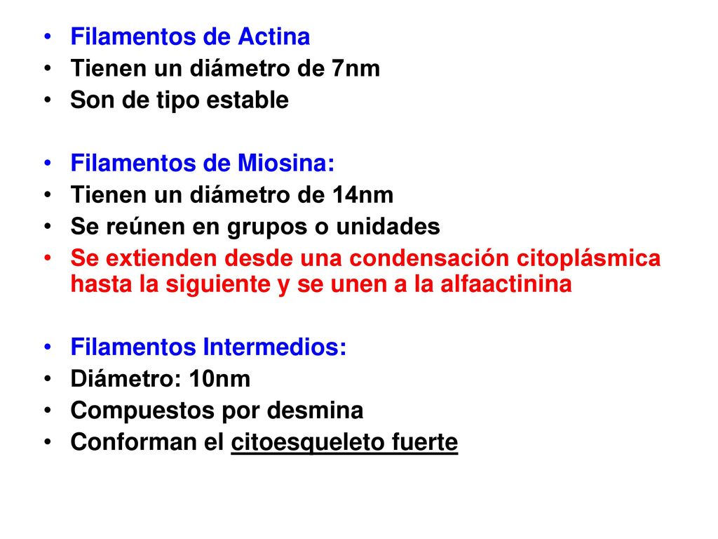 Filamentos de Actina Tienen un diámetro de 7nm. Son de tipo estable. Filamentos de Miosina: Tienen un diámetro de 14nm.