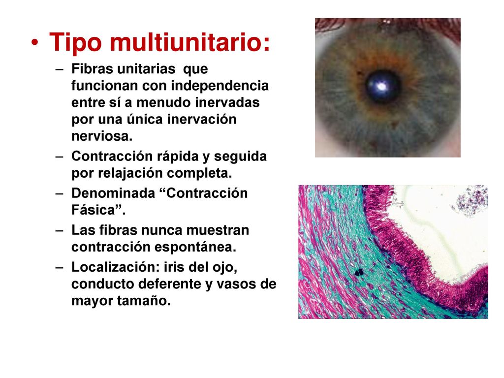 Tipo multiunitario: Fibras unitarias que funcionan con independencia entre sí a menudo inervadas por una única inervación nerviosa.