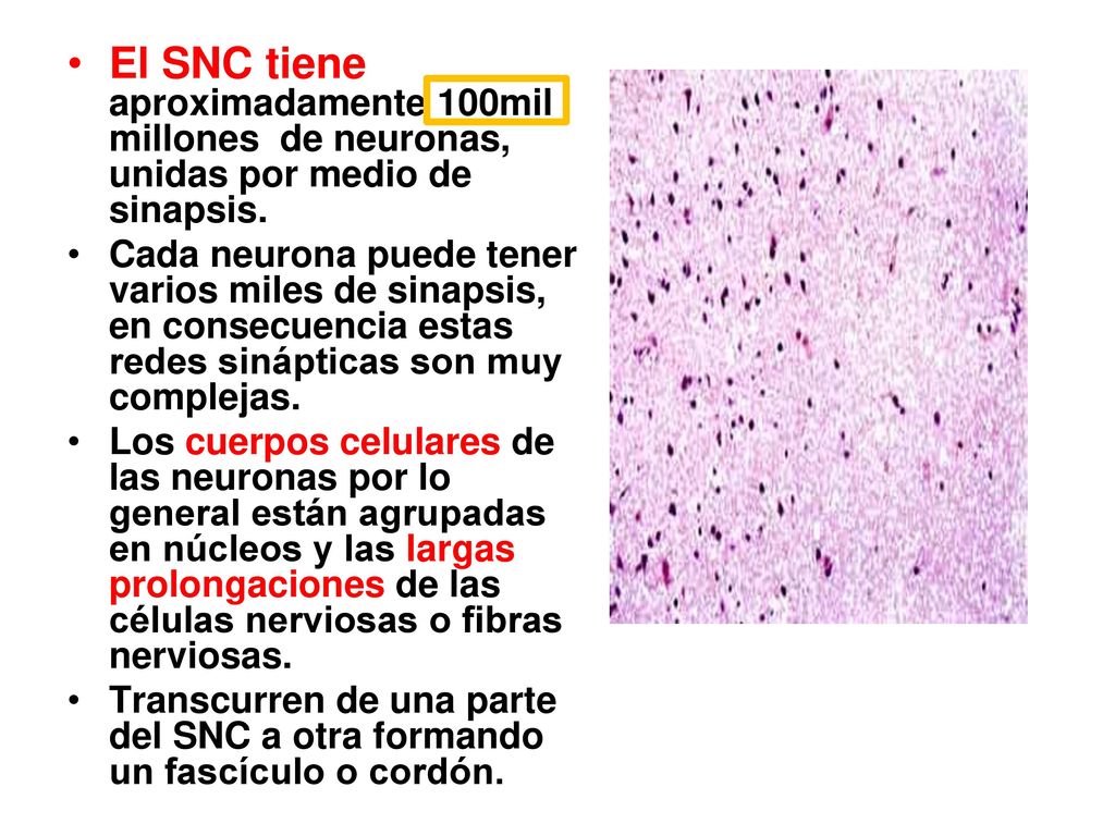 El SNC tiene aproximadamente 100mil millones de neuronas, unidas por medio de sinapsis.