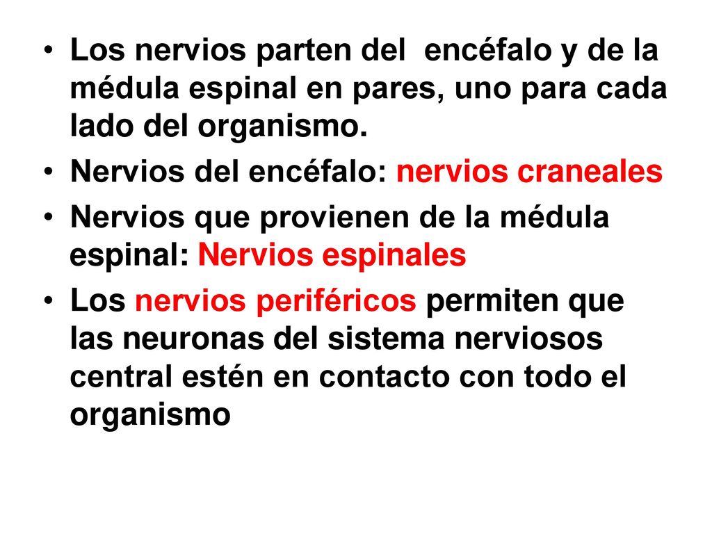Los nervios parten del encéfalo y de la médula espinal en pares, uno para cada lado del organismo.