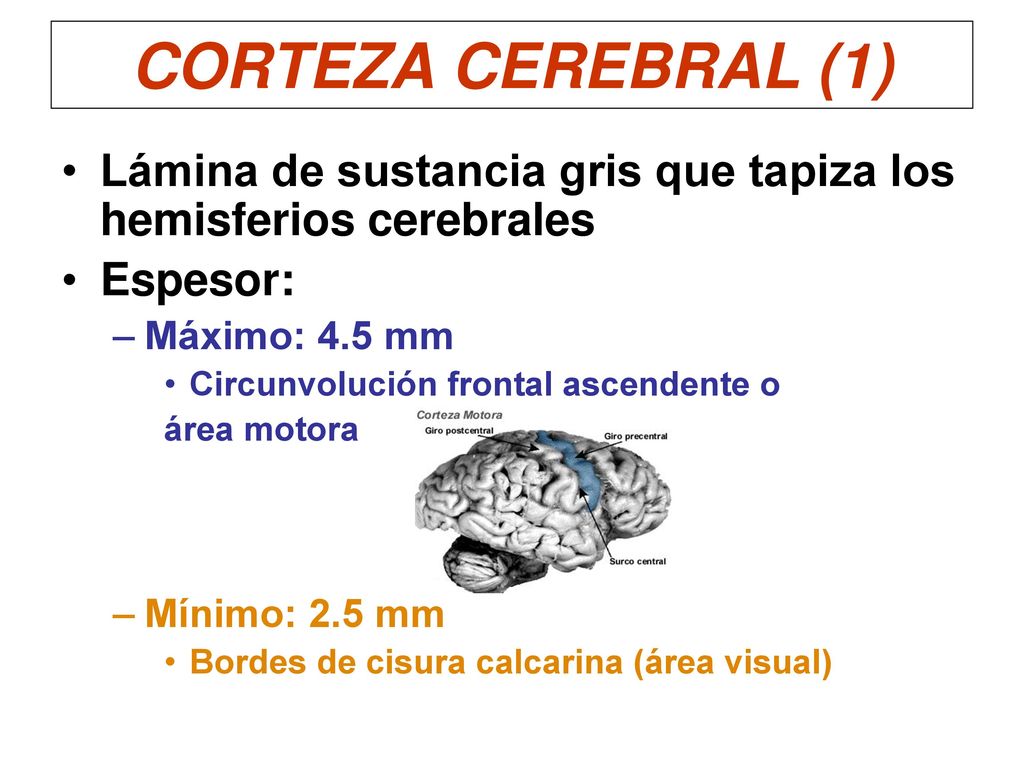 CORTEZA CEREBRAL (1) Lámina de sustancia gris que tapiza los hemisferios cerebrales. Espesor: Máximo: 4.5 mm.
