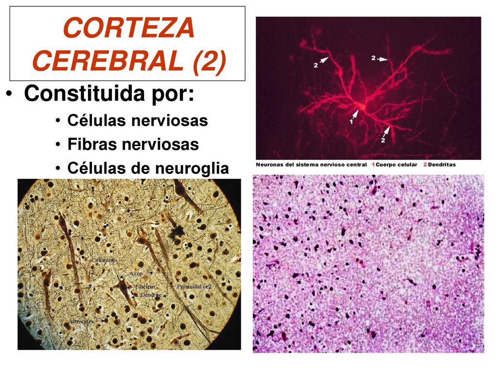 CORTEZA CEREBRAL (2) Constituida por: Células nerviosas