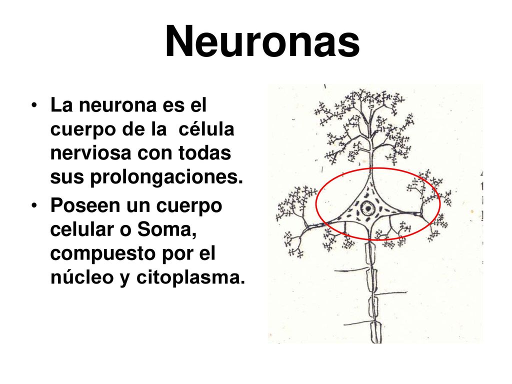 Neuronas La neurona es el cuerpo de la célula nerviosa con todas sus prolongaciones.