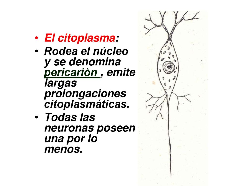 El citoplasma: Rodea el núcleo y se denomina pericariòn , emite largas prolongaciones citoplasmáticas.