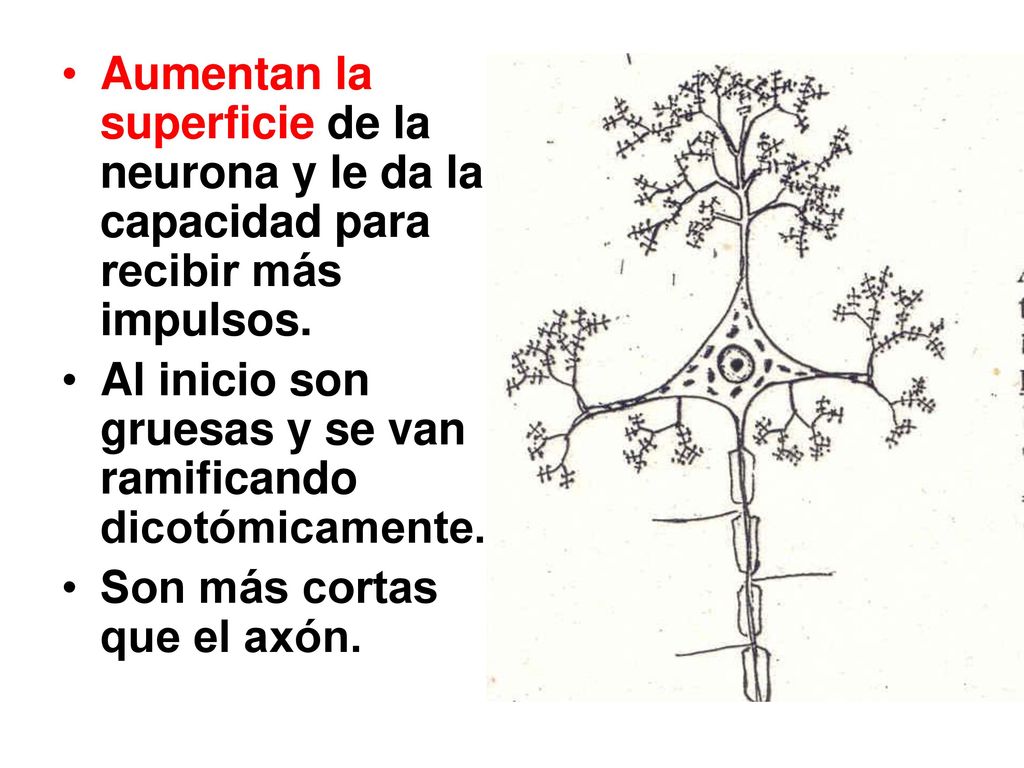Aumentan la superficie de la neurona y le da la capacidad para recibir más impulsos.