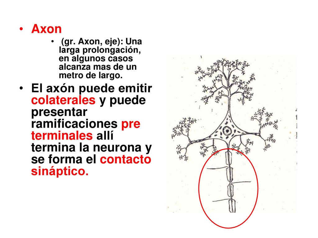 Axon (gr. Axon, eje): Una larga prolongación, en algunos casos alcanza mas de un metro de largo.